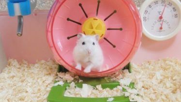 回し車に乗るハムスター
