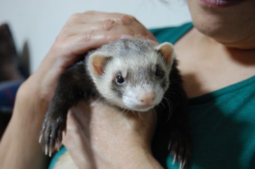 抱っこされるフェレット