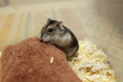 ハウスに登るジャンガリアンハムスター