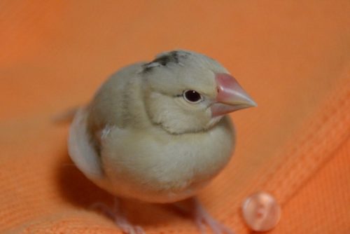 中ビナ