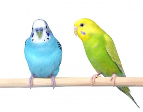 2羽のセキセイインコ