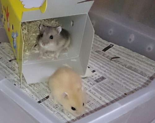 箱から出るハムスター