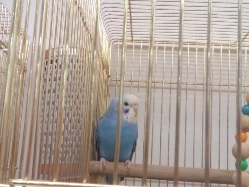 ヒーターに寄り添うインコ