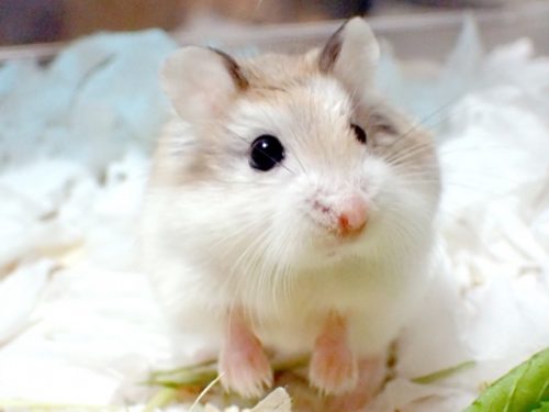かわいいロボロフスキーハムスター