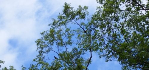 野生の鳥
