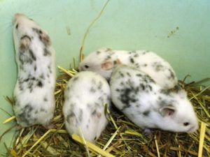ごましお柄のハムスター