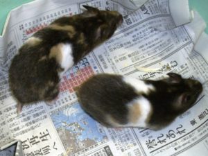 三毛柄のハムスター