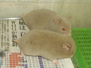 赤ちゃんハムスター