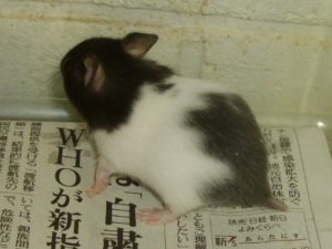 ゴールデンハムスター 後ろ姿