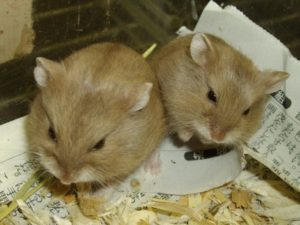 こちらをにらむハムスター