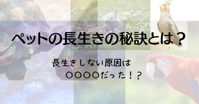 鳥や小動物の長生きについて