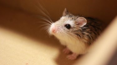 見上げるロボロフスキー