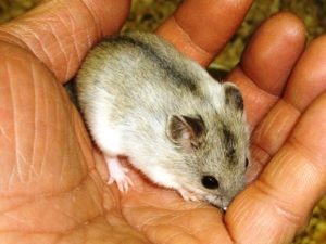 手に顔をうずめるハムスター
