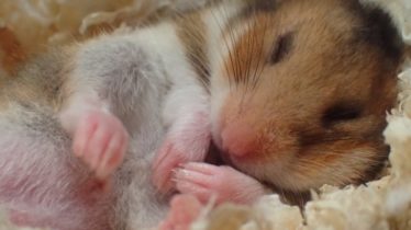 かわいいハムスター