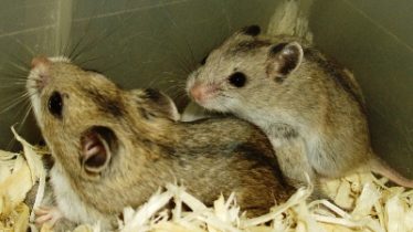 二匹のハムスター