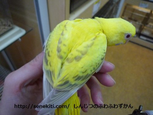 珍しい色のセキセイインコ