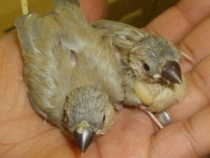 ブルー文鳥ヒナ