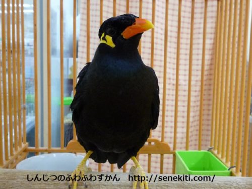 九官鳥