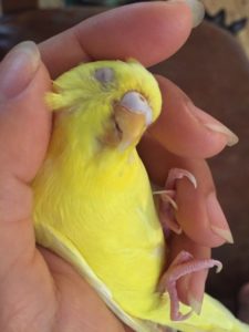 手のひらでくつろぐセキセイ