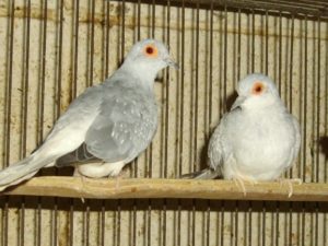 ウスユキバト