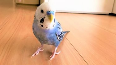 歩くセキセイインコ