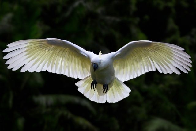 鳥の羽を切る クリッピングとは