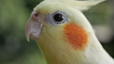 オカメアップ