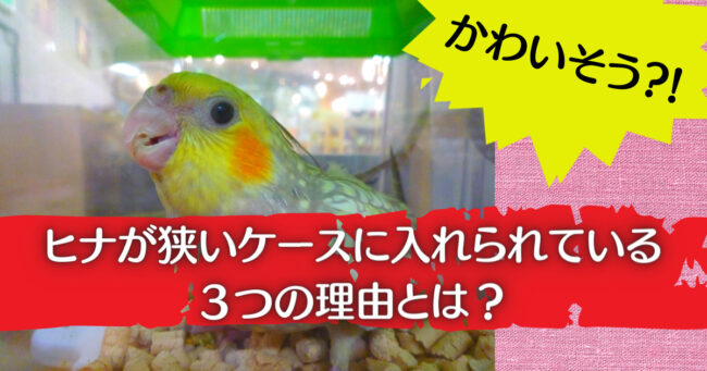 ヒナの狭いケース