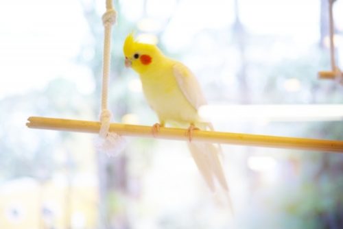 オカメインコ
