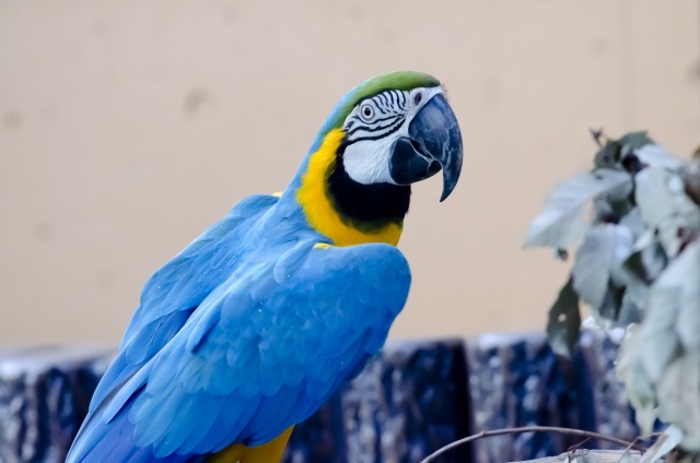 ルリコンゴウインコ
