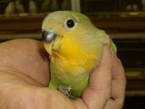 一人餌のヒナ