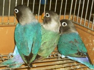 ボタンインコ