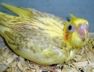 オカメインコ ヒナ
