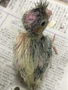 ハーフサイダーのヒナ