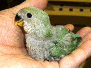 少し成長したヒナ