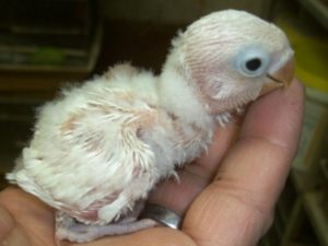 愛嬌のある顔がチャームポイント ボタンインコとは