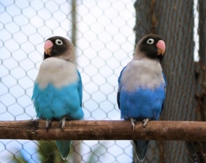 止まり木にとまるボタンインコ