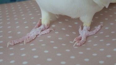 オカメインコの足