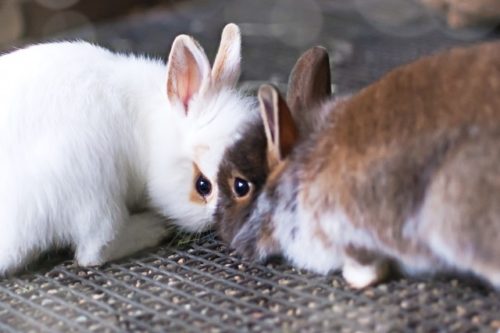 ウサギの名前 特徴 寿命 飼い方を徹底解説