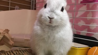 こちらを見るウサギ
