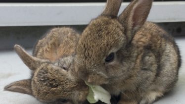 たわむれる子ウサギ