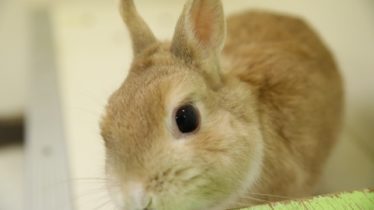 リラックス