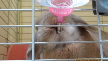 水を飲むウサギ