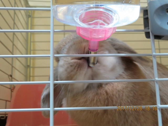 水を飲むウサギ