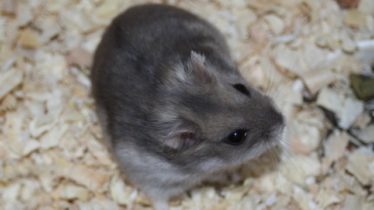 床材の上のハムスター