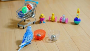 おもちゃを選ぶインコ