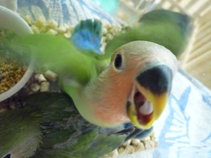 コザクラインコのヒナ