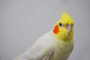 こちらを見るオカメインコ