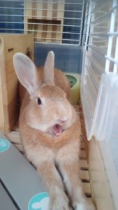 あくびをしているウサギ