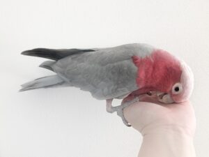 夢のような美しさ ピンク色の鳥3選
